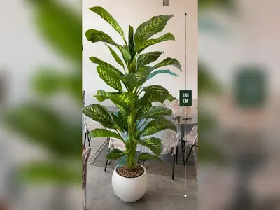 Yapay Difenbahya 180 cm